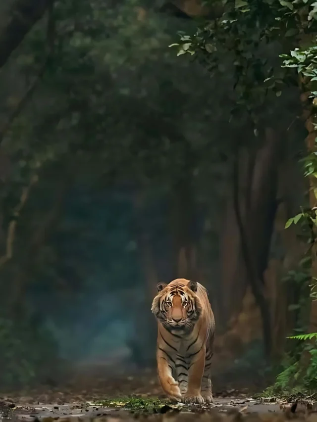 International Tiger Day: Top 5 Tiger Reserves in India