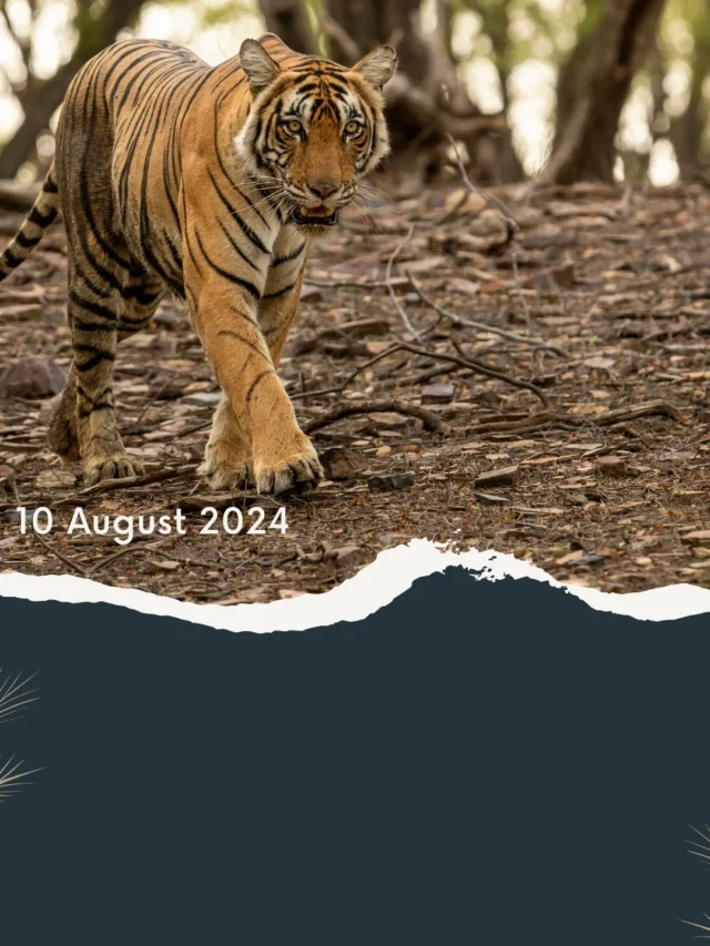 Top 8 Tiger Reserves in India for Wildlife Photography