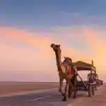 Rann of Kutch Festival 2024